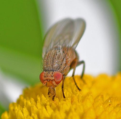 Réf. 344 248 : Minettia fasciata